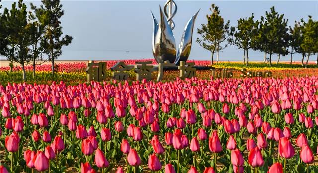 4月南海新區(qū)的郁金香廣場(chǎng)，22萬余株郁金香盛開